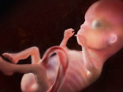 14 Weken Zwanger Brabbels