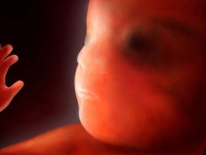 8 Weken Zwanger Brabbels