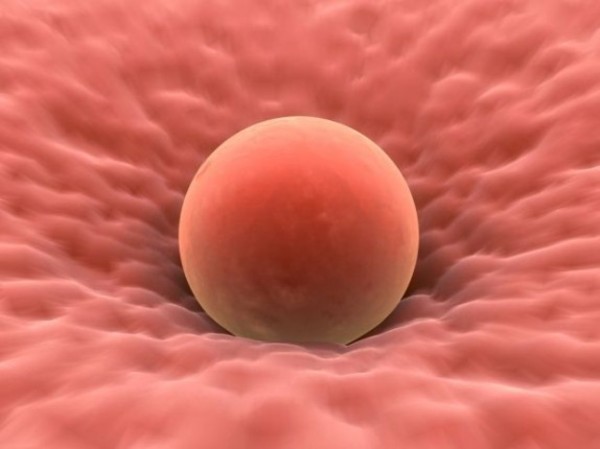 Innesteling Brabbels